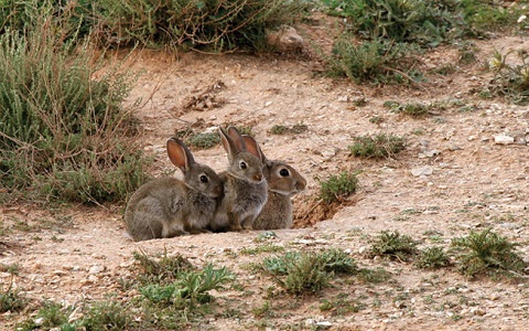 El conejo de monte como plaga agrÃ­cola y especie amenazada